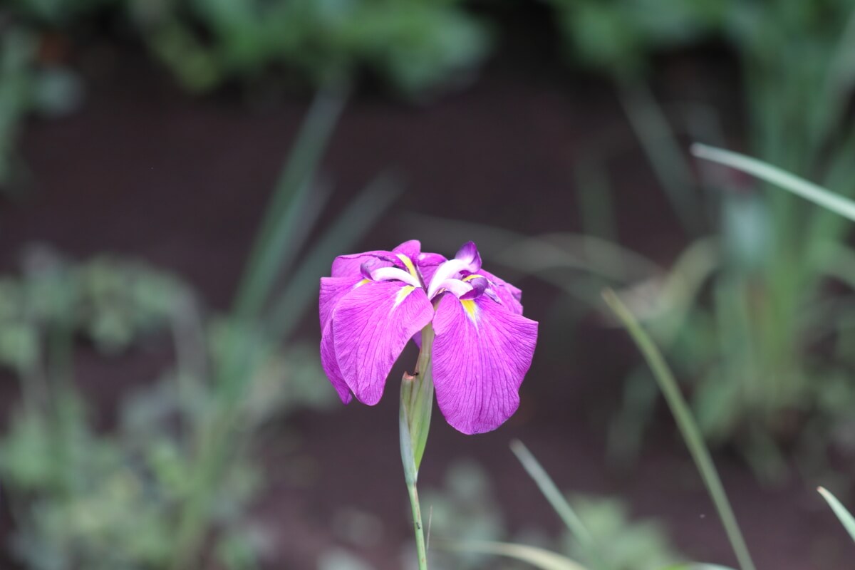 Sankeien Garden/Yokohama・Iris-4