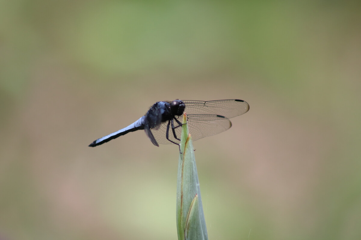Sankeien Garden/Yokohama・Iris Dragonfly-6
