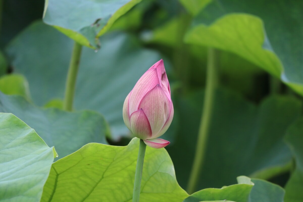 Sankeien Garden/Yokohama・Lotus-1