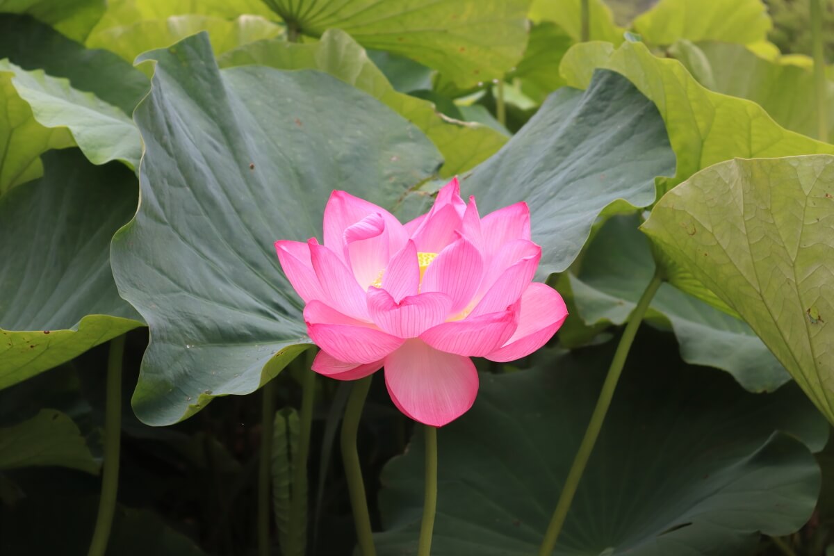 Sankeien Garden/Yokohama・Lotus-3