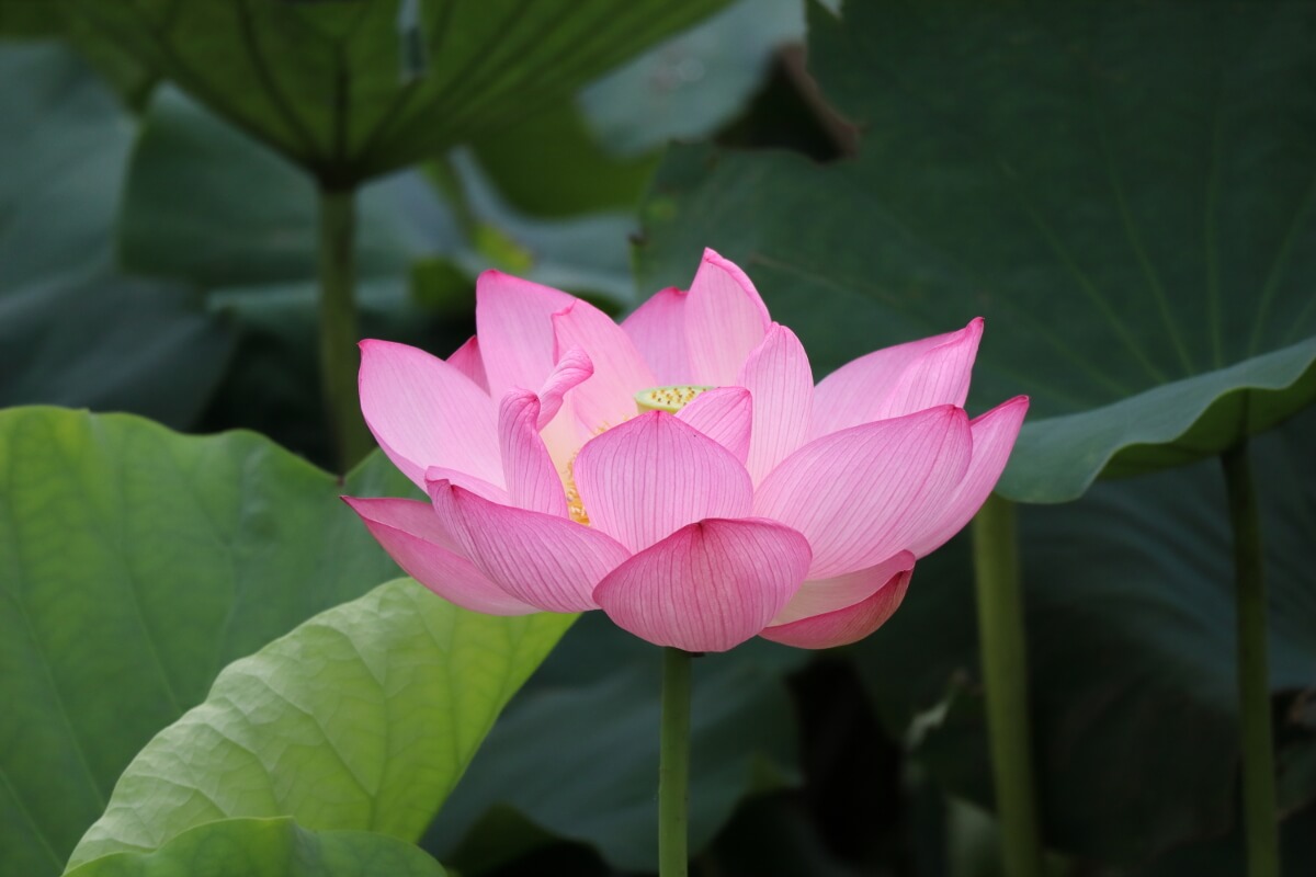 Sankeien Garden/Yokohama・Lotus-5