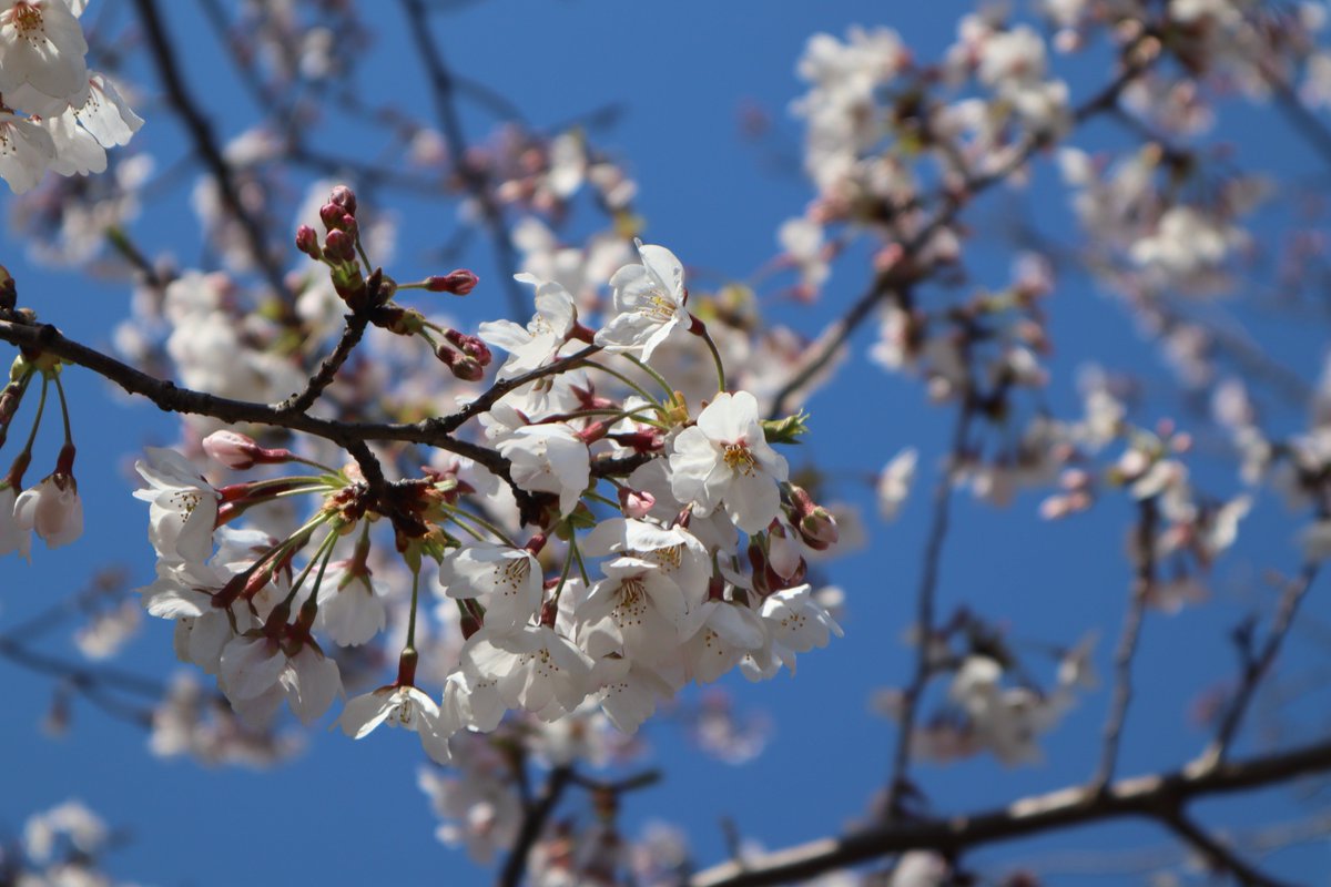 Sankeien Garden/Yokohama・Cherry Blossoms