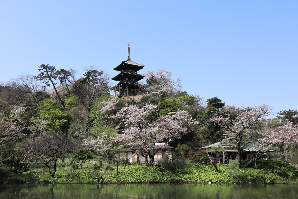横浜三渓園・桜と大池と三重塔