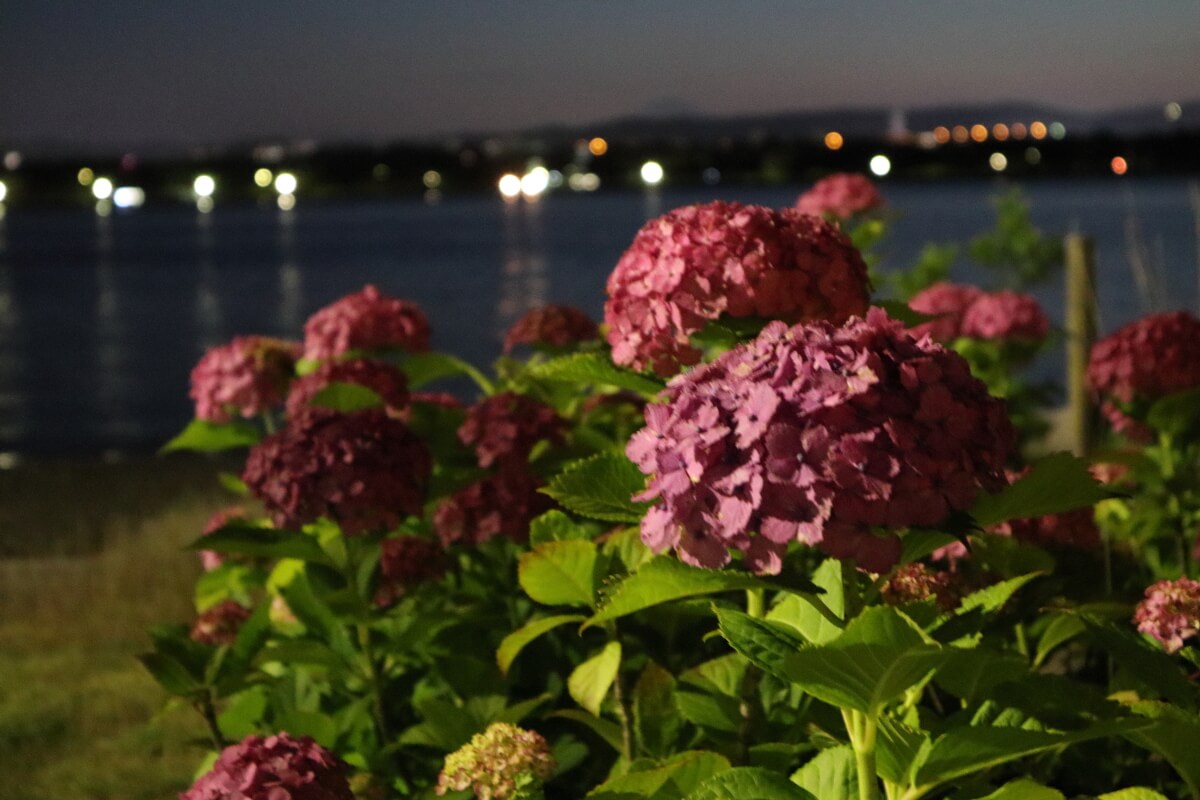 シーパラダイス・アジサイ祭り・紫陽花と海の夜景