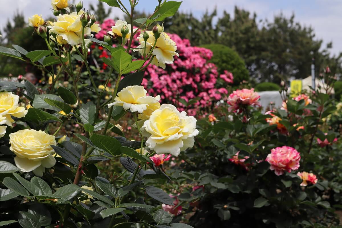 Yokohama Hakkeijima Sea Paradise・Rose Garden-2