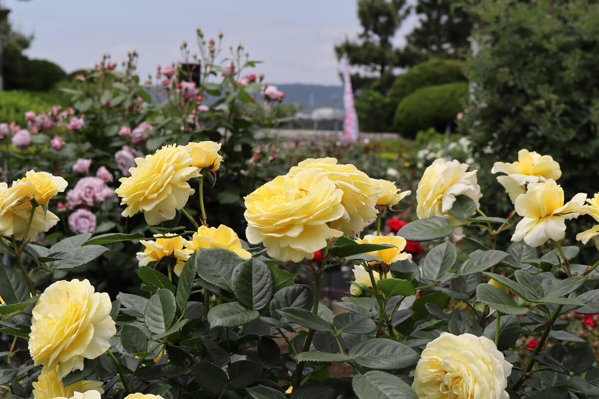 Yokohama Hakkeijima Sea Paradise・Rose Garden-3