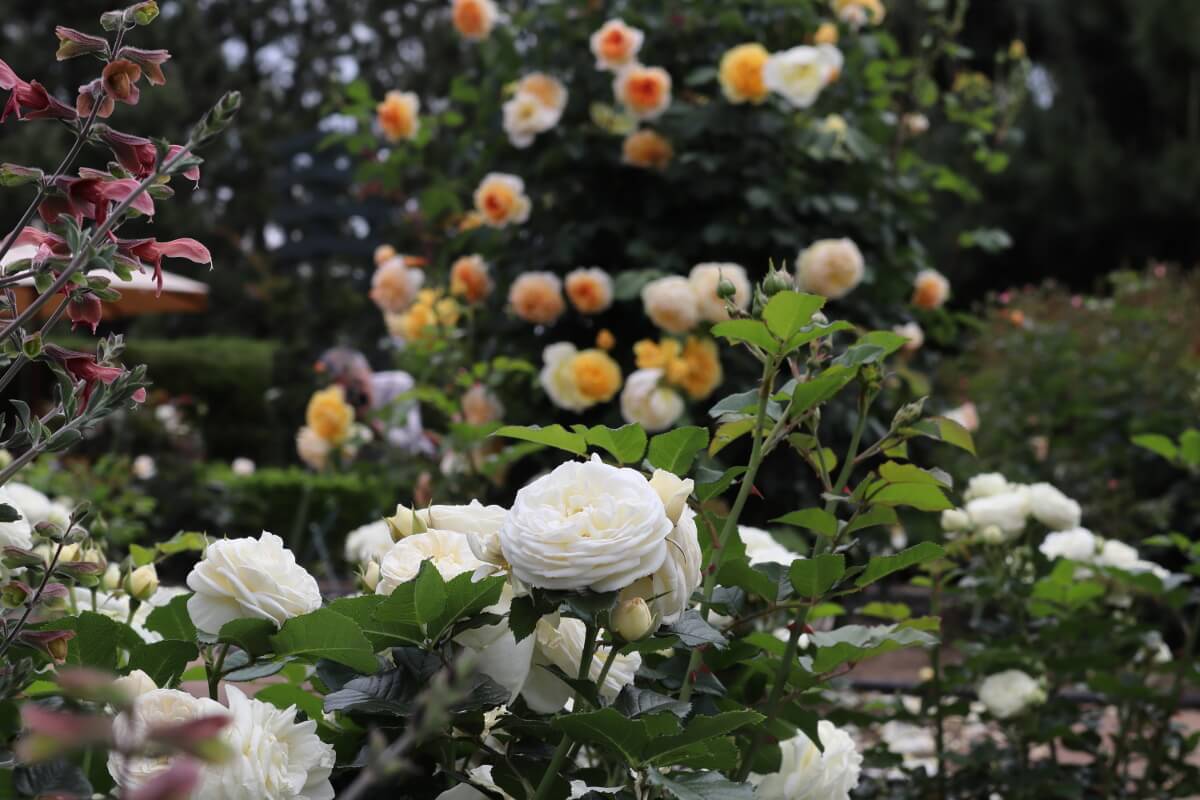 Yokohama Hakkeijima Sea Paradise・Rose Garden-11・Artemis