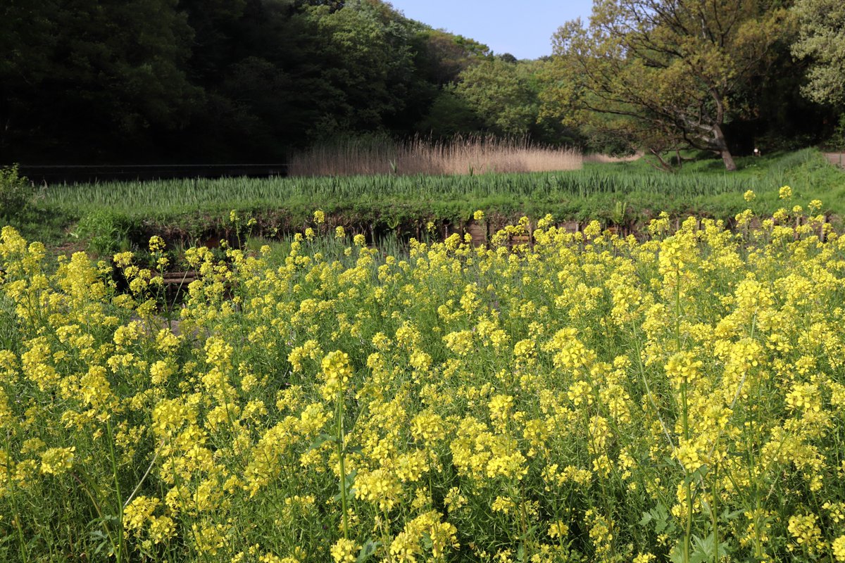 Shiki(Four seasons) Forest Park・Rape blossom