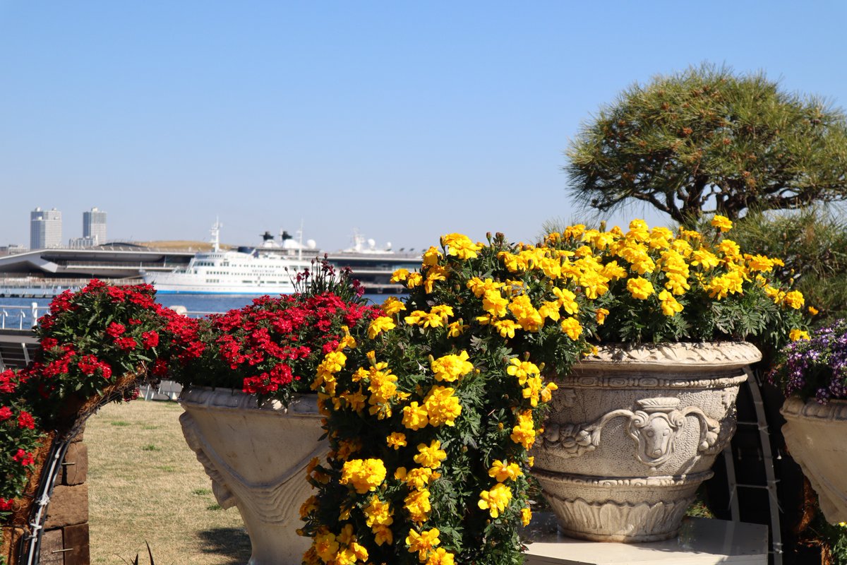 Yamashita Park・Flower and Cruise Ship-1