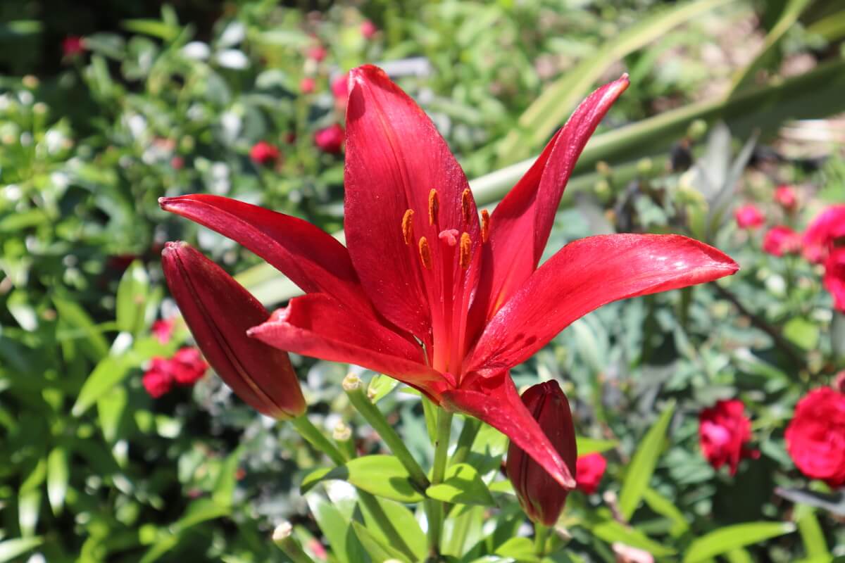 America-Yama Park・flower・Squash Lily