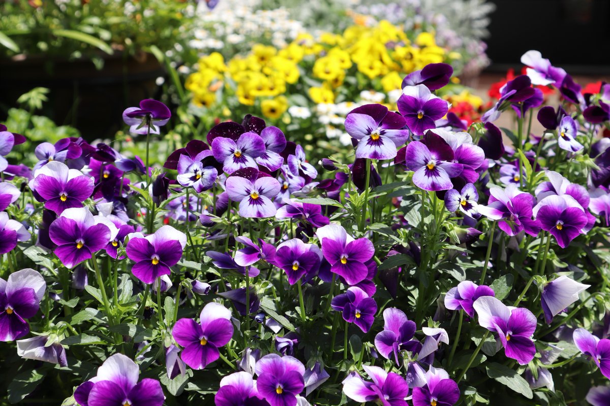山手イタリア山庭園・パンジー紫