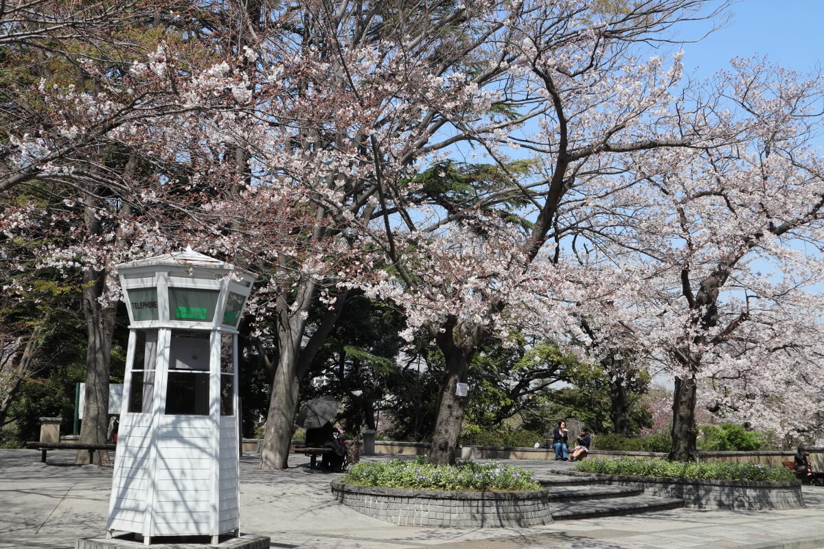 元町公園・桜