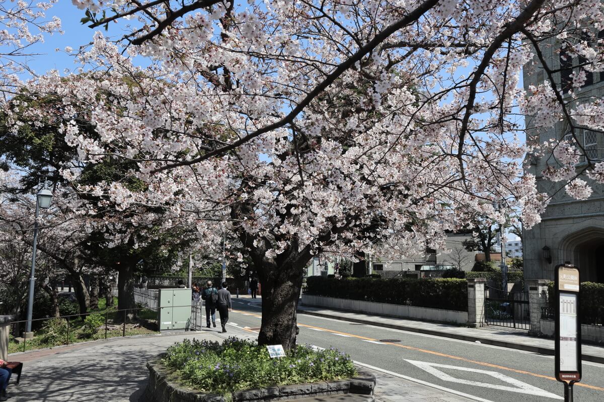 Motomachi Park・Cherry Blossoms-2