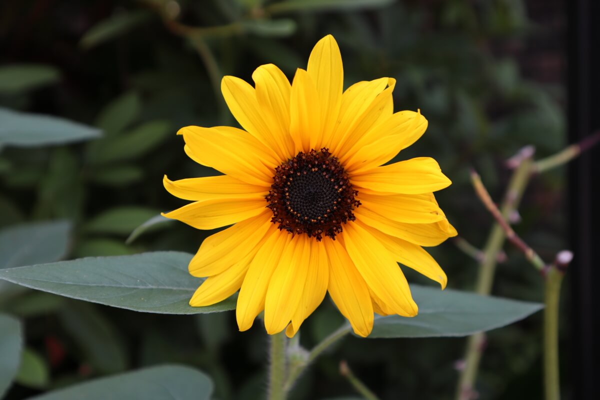 America-Yama Park・flower・Sunflower
